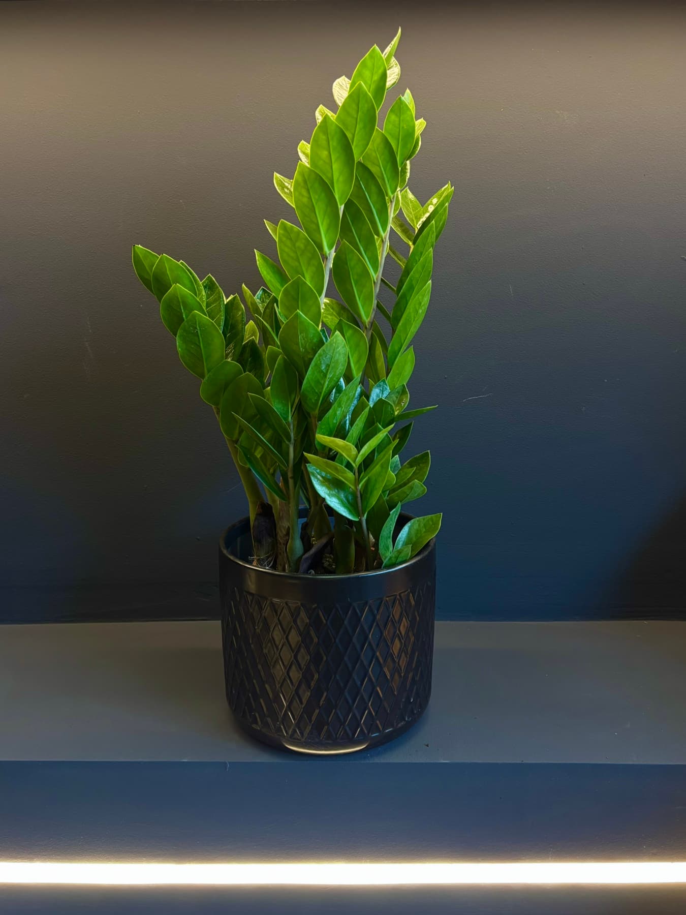 Замија (Zamioculcas zamiifolia)