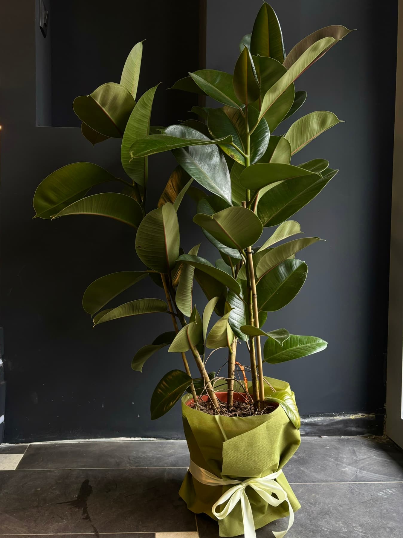 Фикус робуста 1.5м