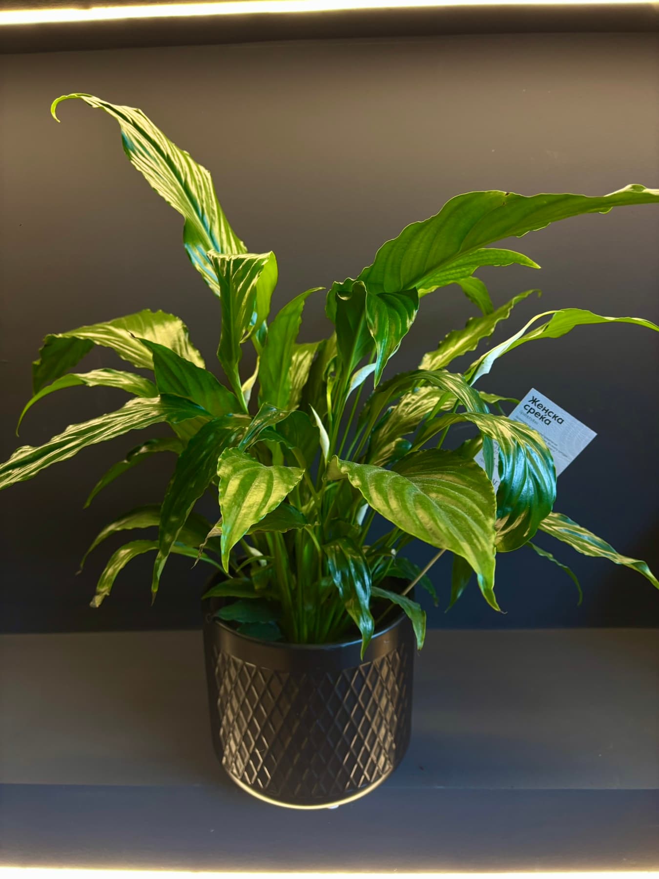 Женска среќа (Spathiphyllum)