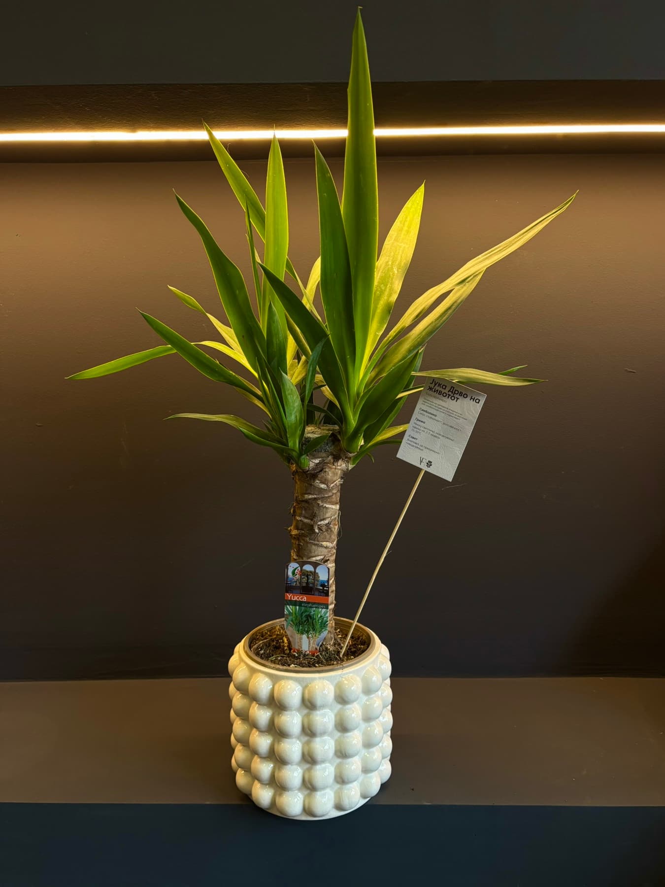 Јука – Дрво на животот