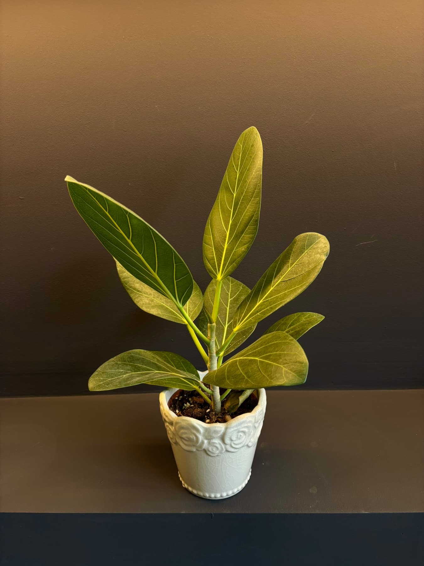 Фикус еластика