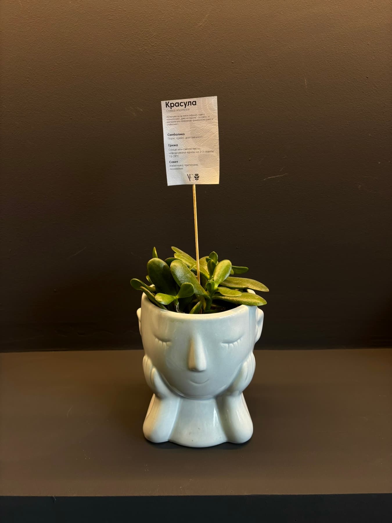 Crassula Ovata - Image 1