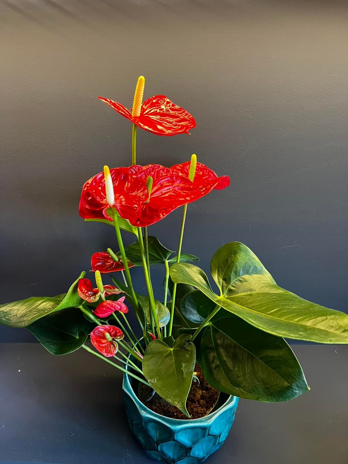 Антуриум M (f14) - црвен/розев/бел