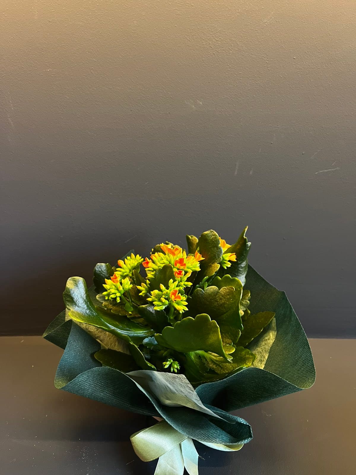 Каланхое - Интензивно портокалова