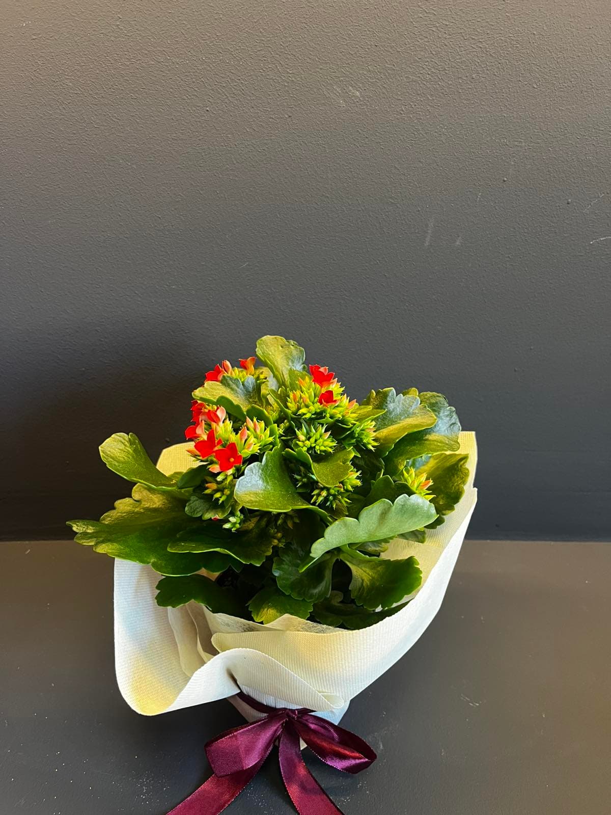 Каланхое - Црвена