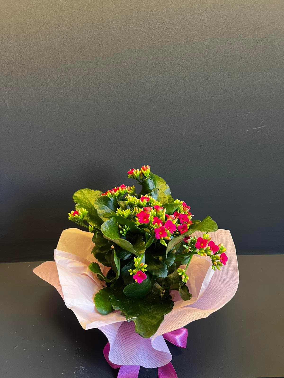 Каланхое - Темно розова