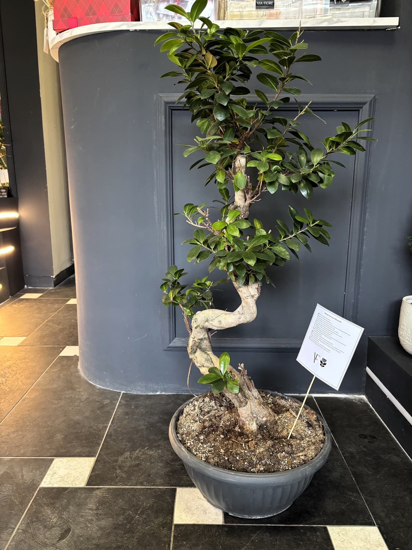 Фикус Бонсаи