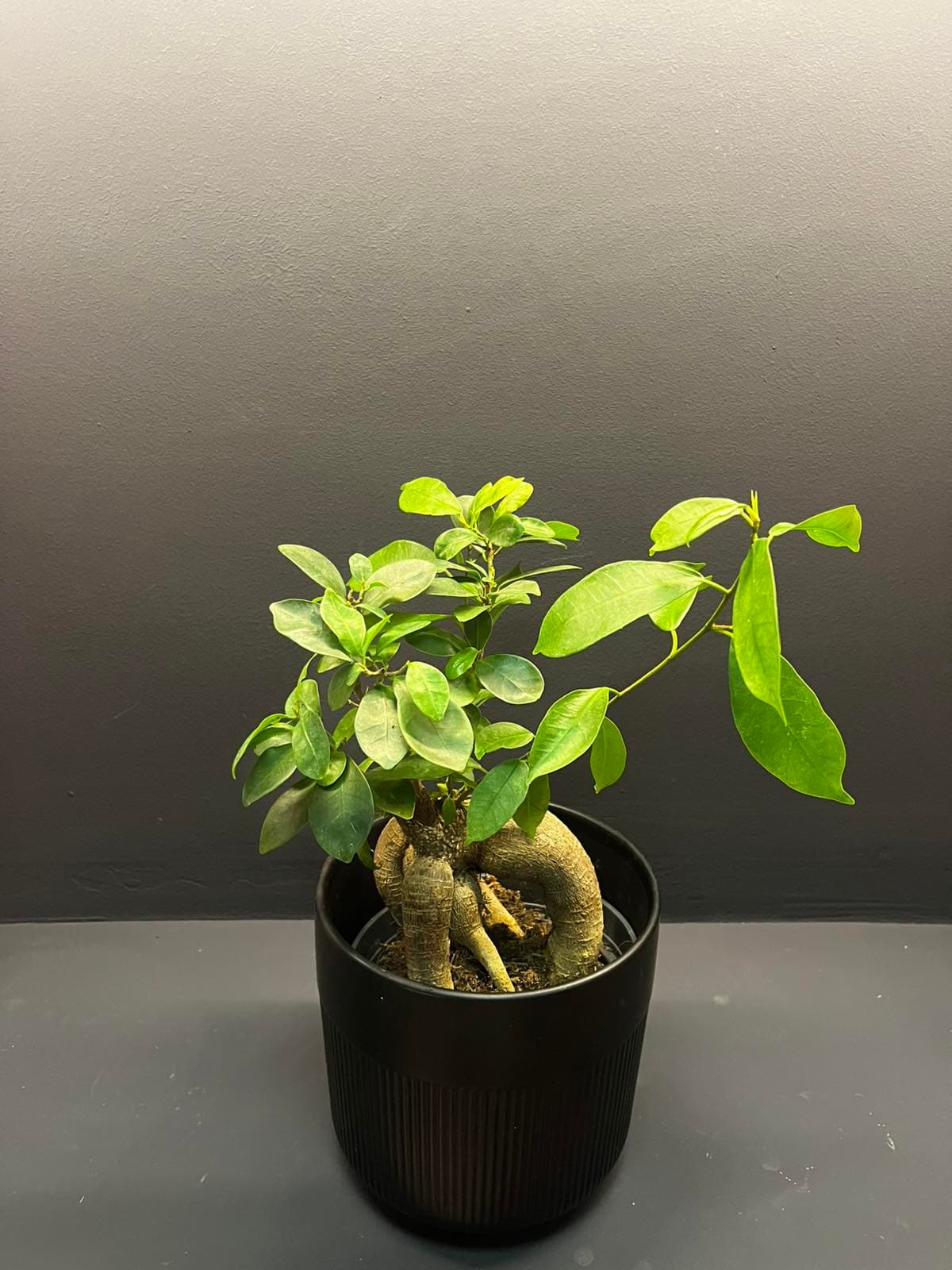 Фикус Женшенг (Ficus Ginseng)