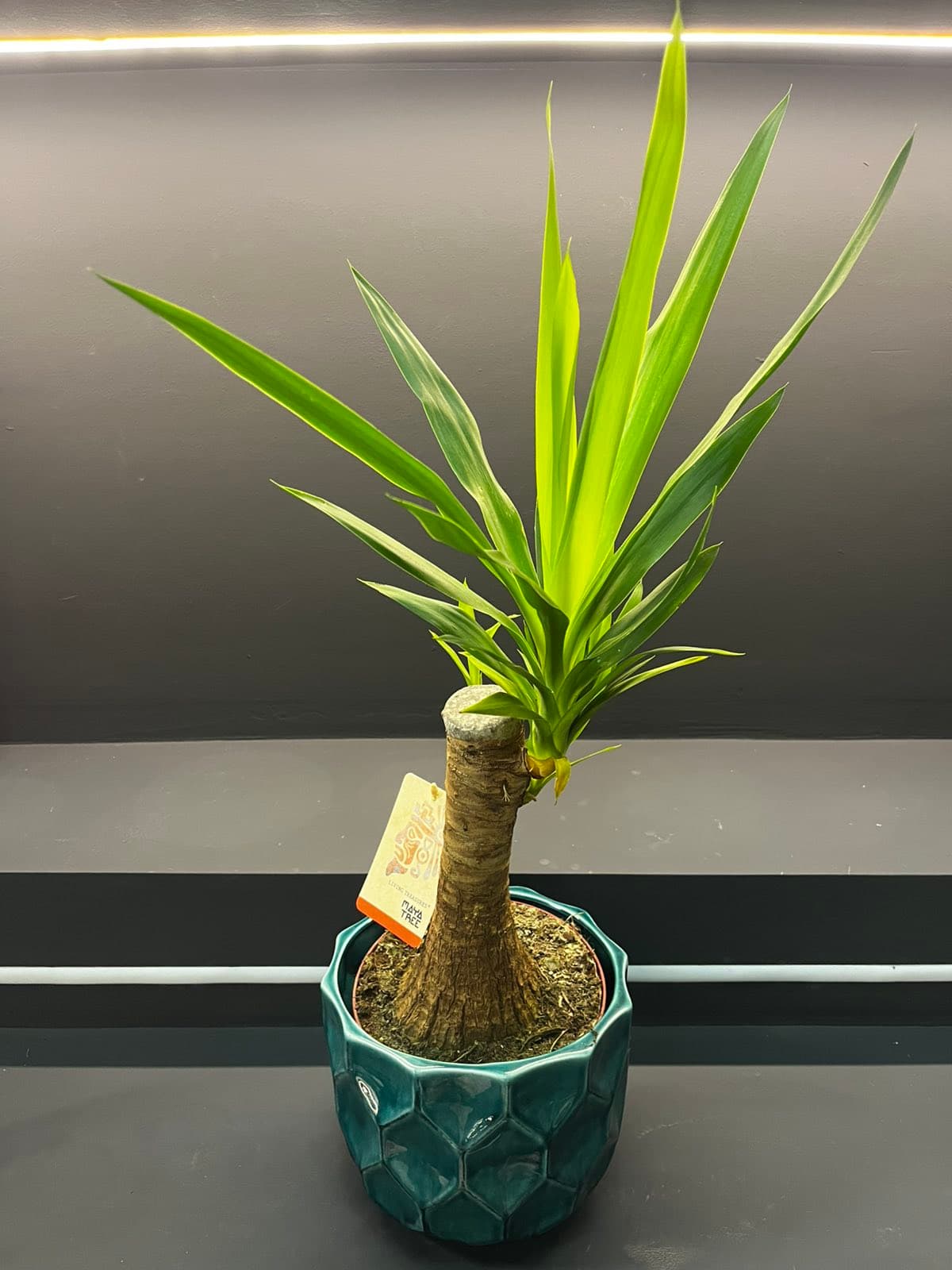 Јука - Дрво на животот (Single stem / Cane)