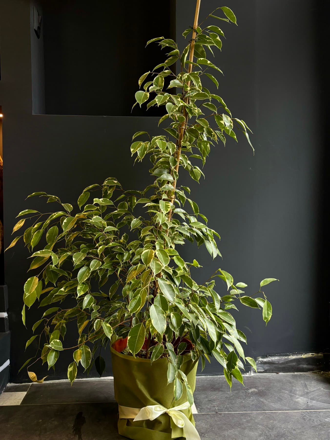 Фикус Бенцамин