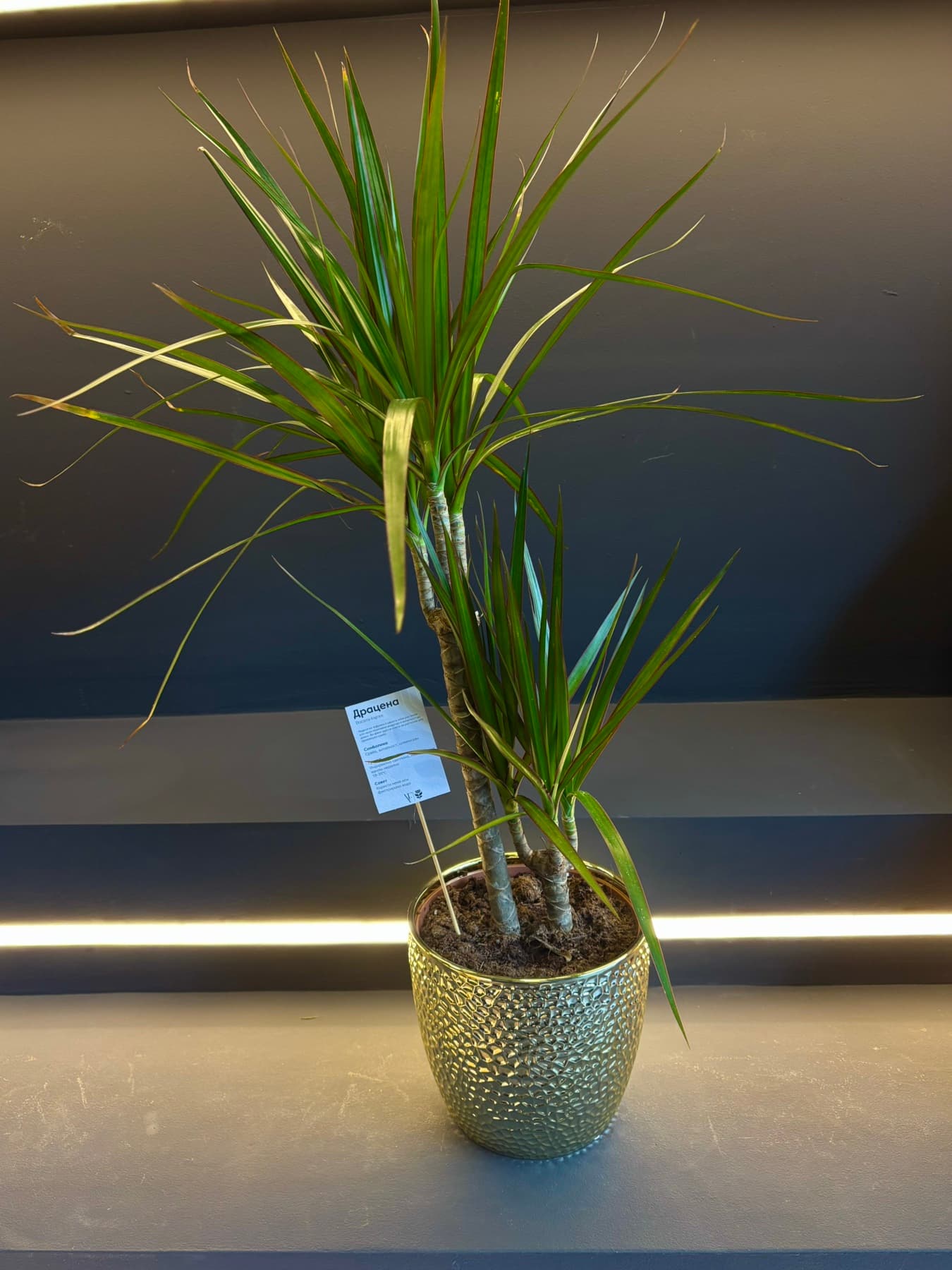 Драцена со две стебла