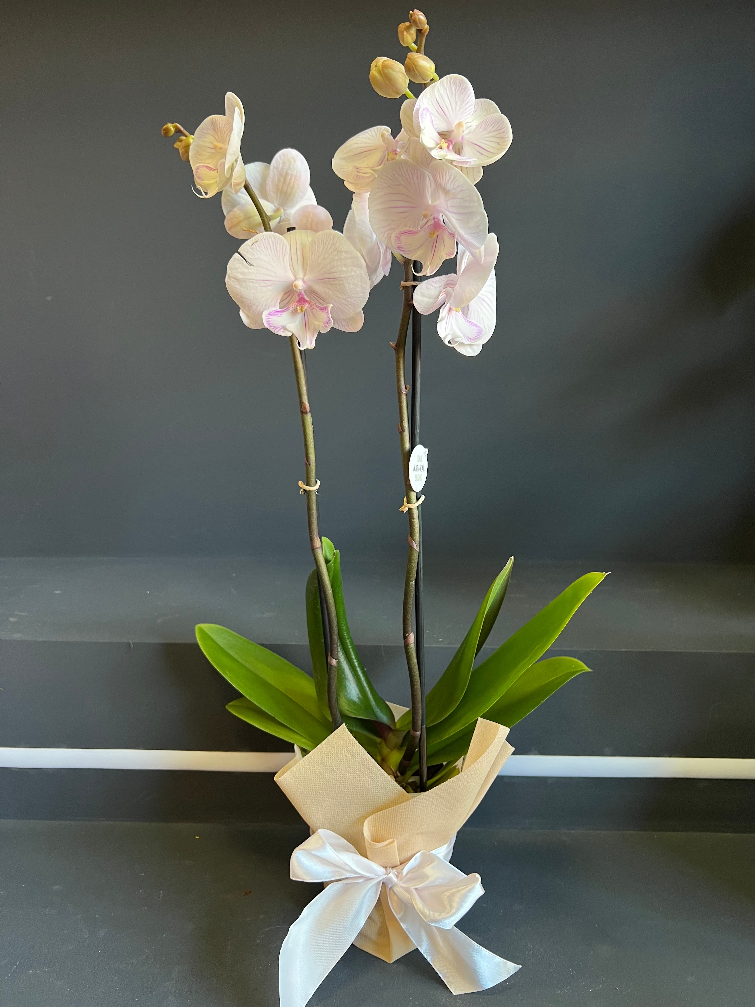 Орхидеја (Фаленопсис) - Бела