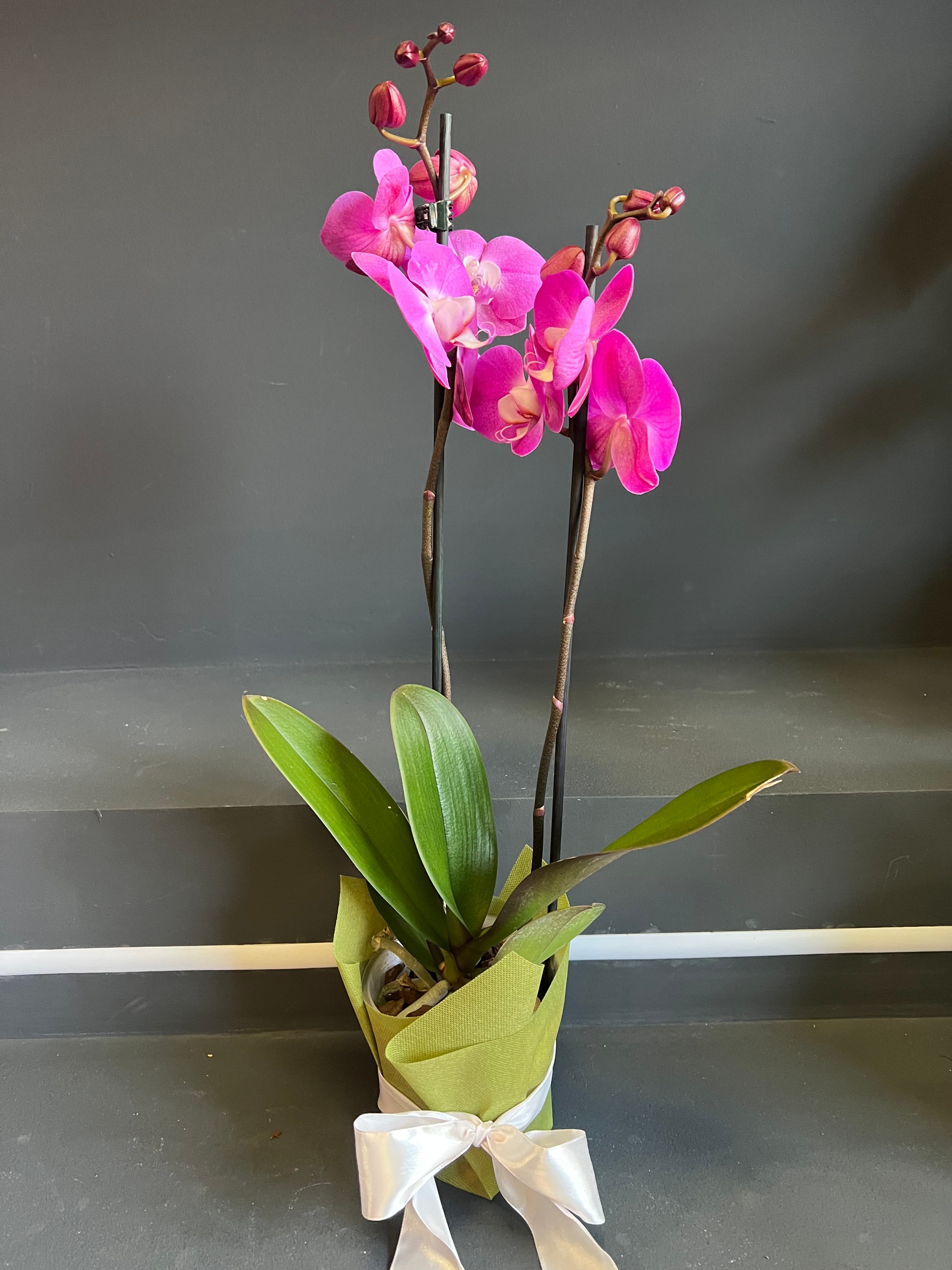 Орхидеја (Фаленопсис) - Розева