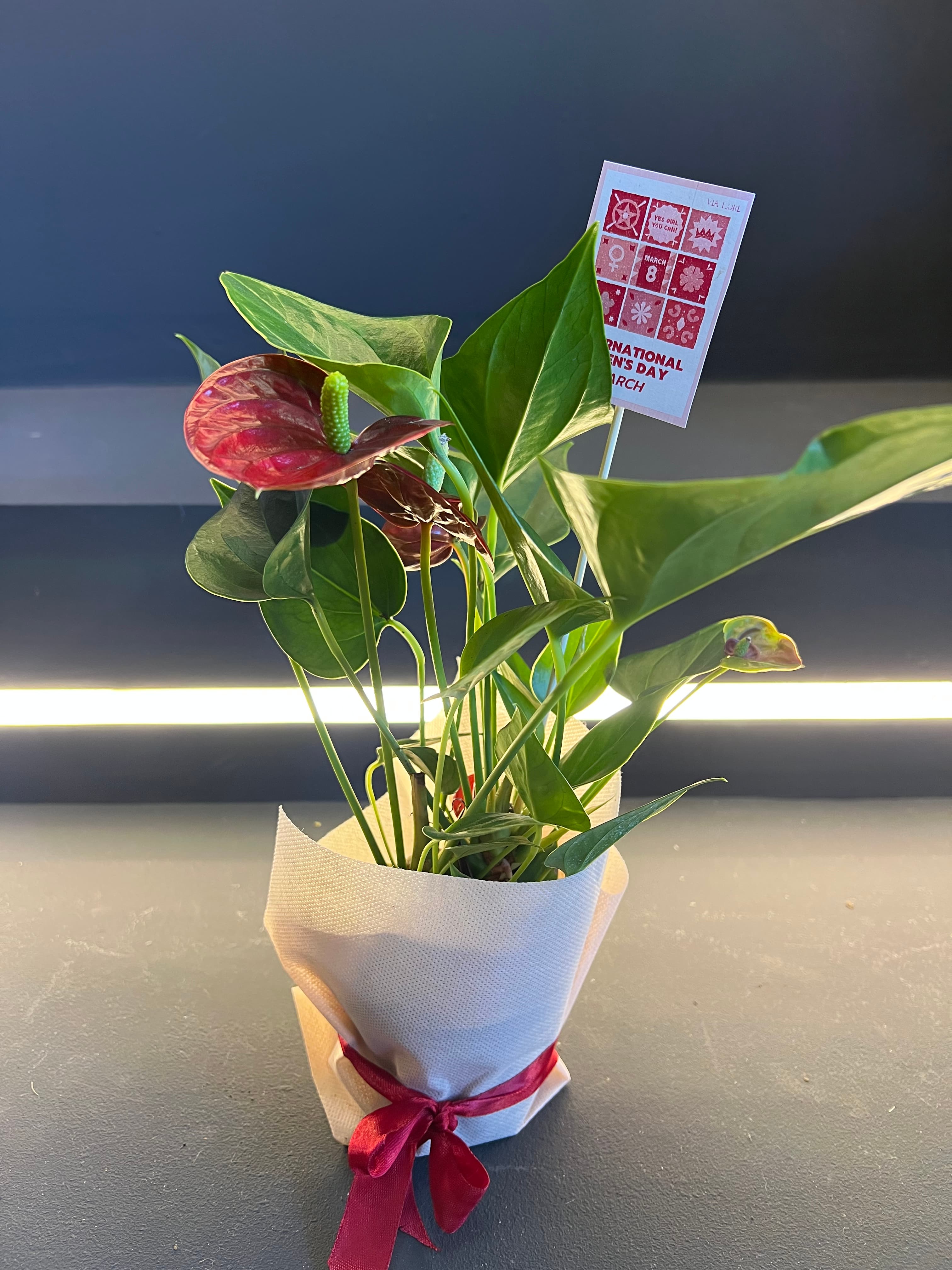 Антуриум S (f9)