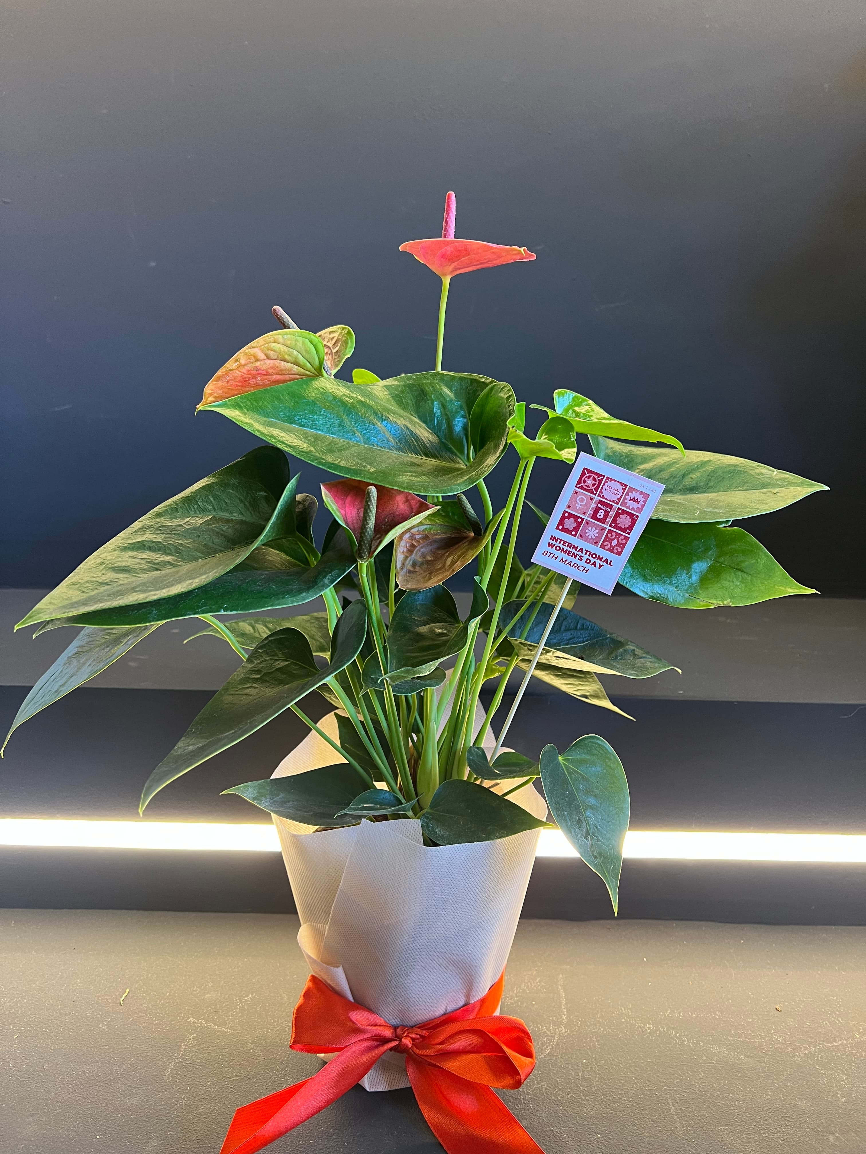 Антуриум М (f12)