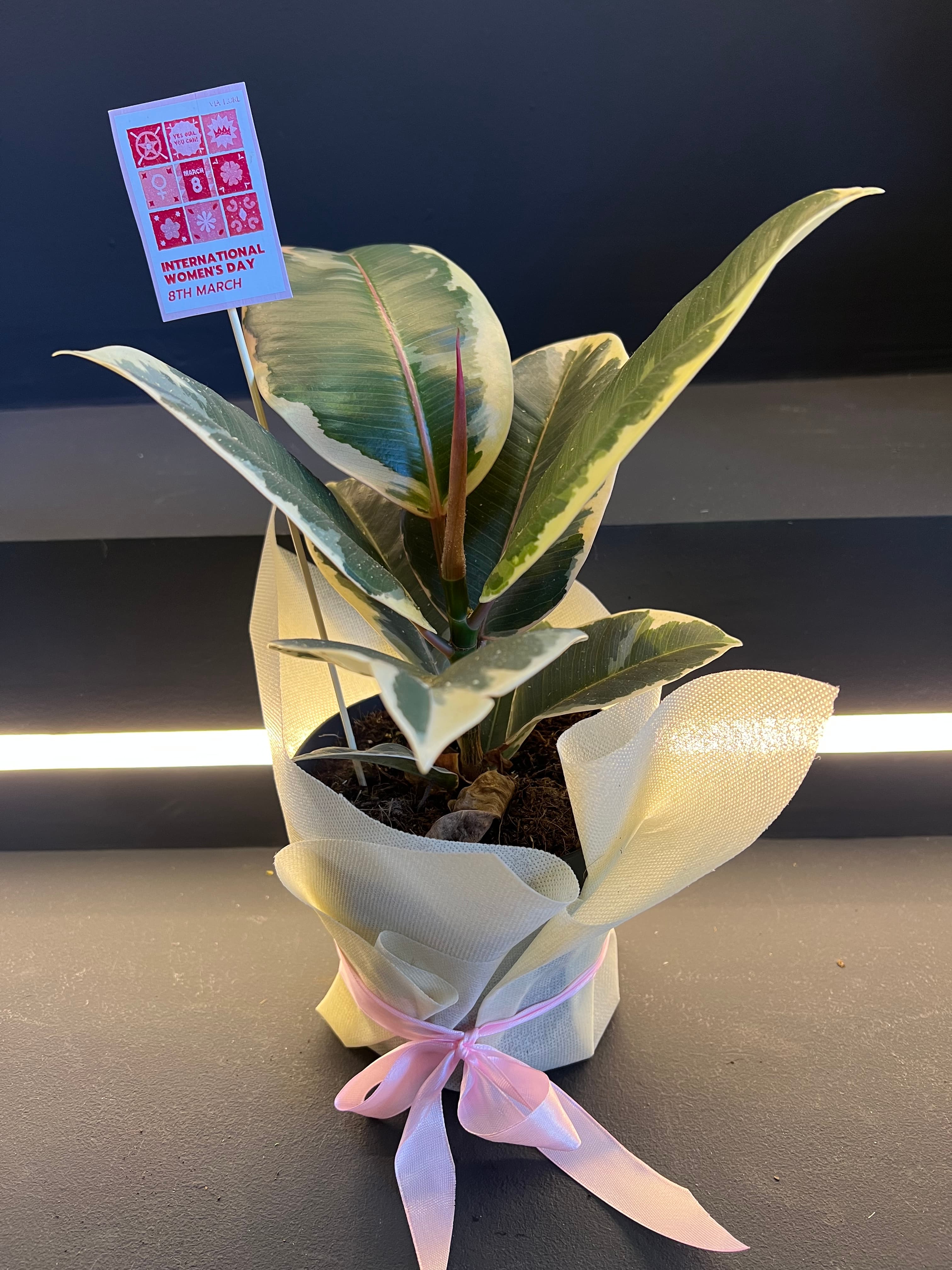 Фикус Еластика – Вариегата