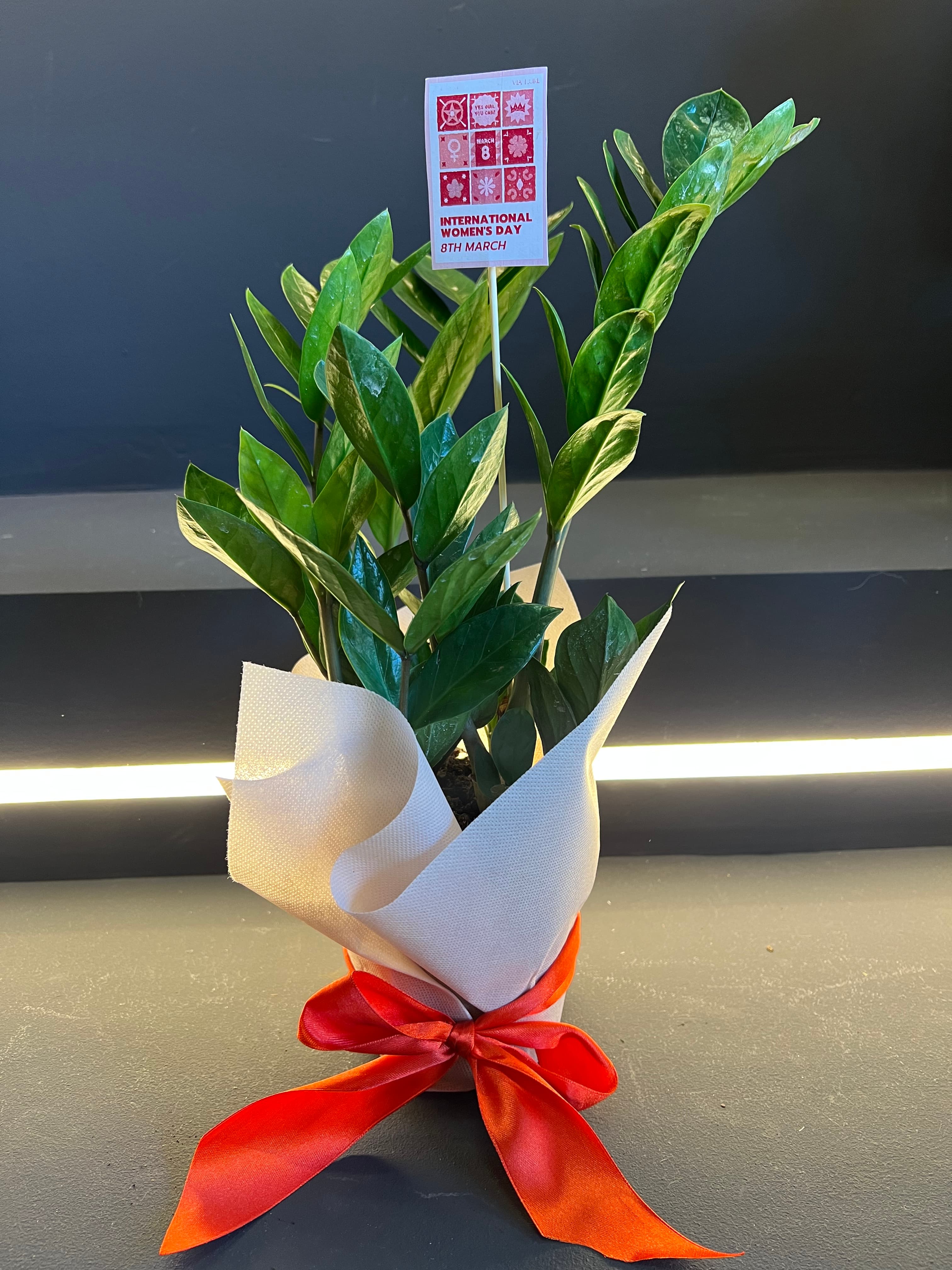 Zamia f10/f12 - Image 1