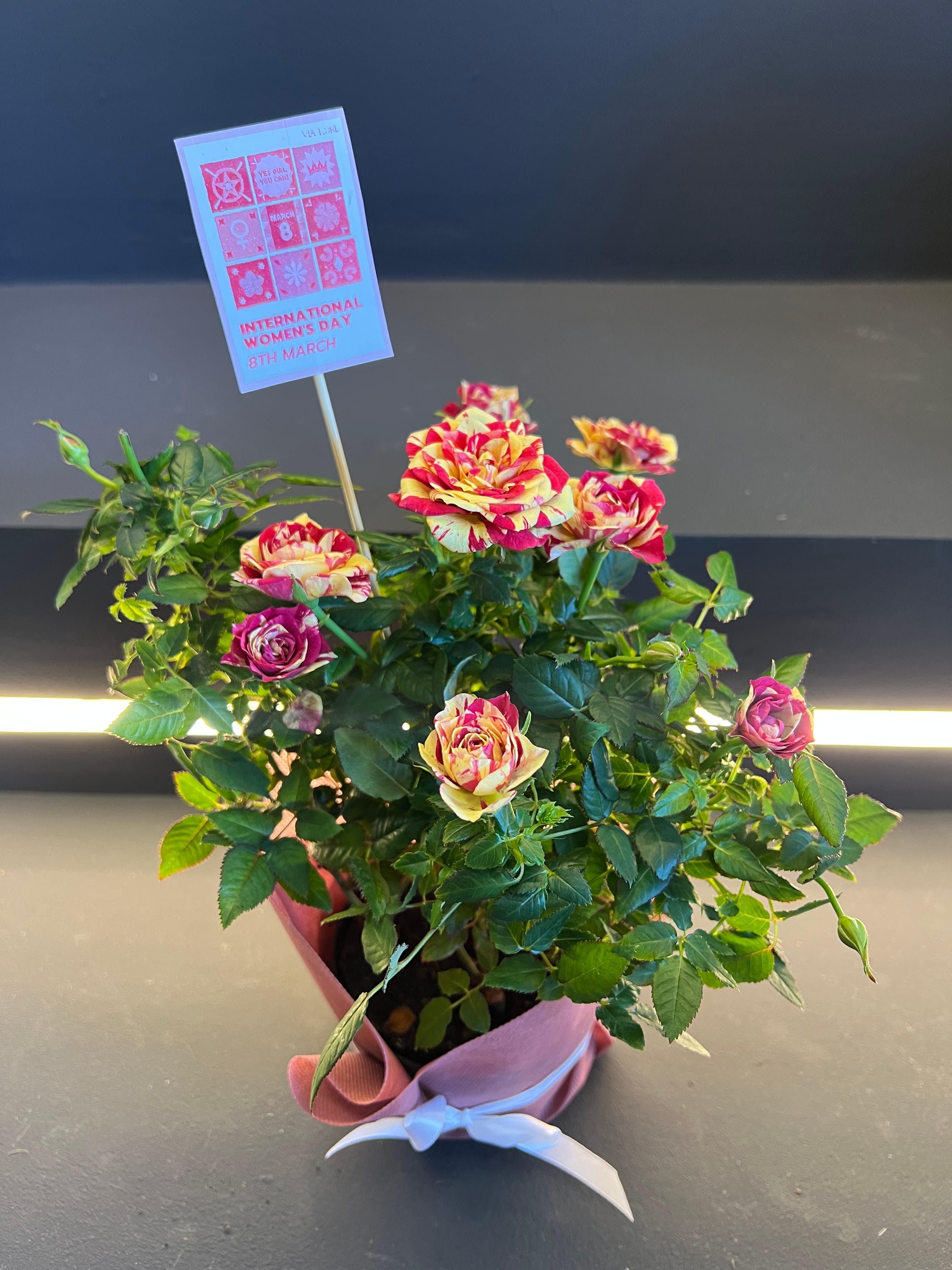 Мини ружа – двобојна