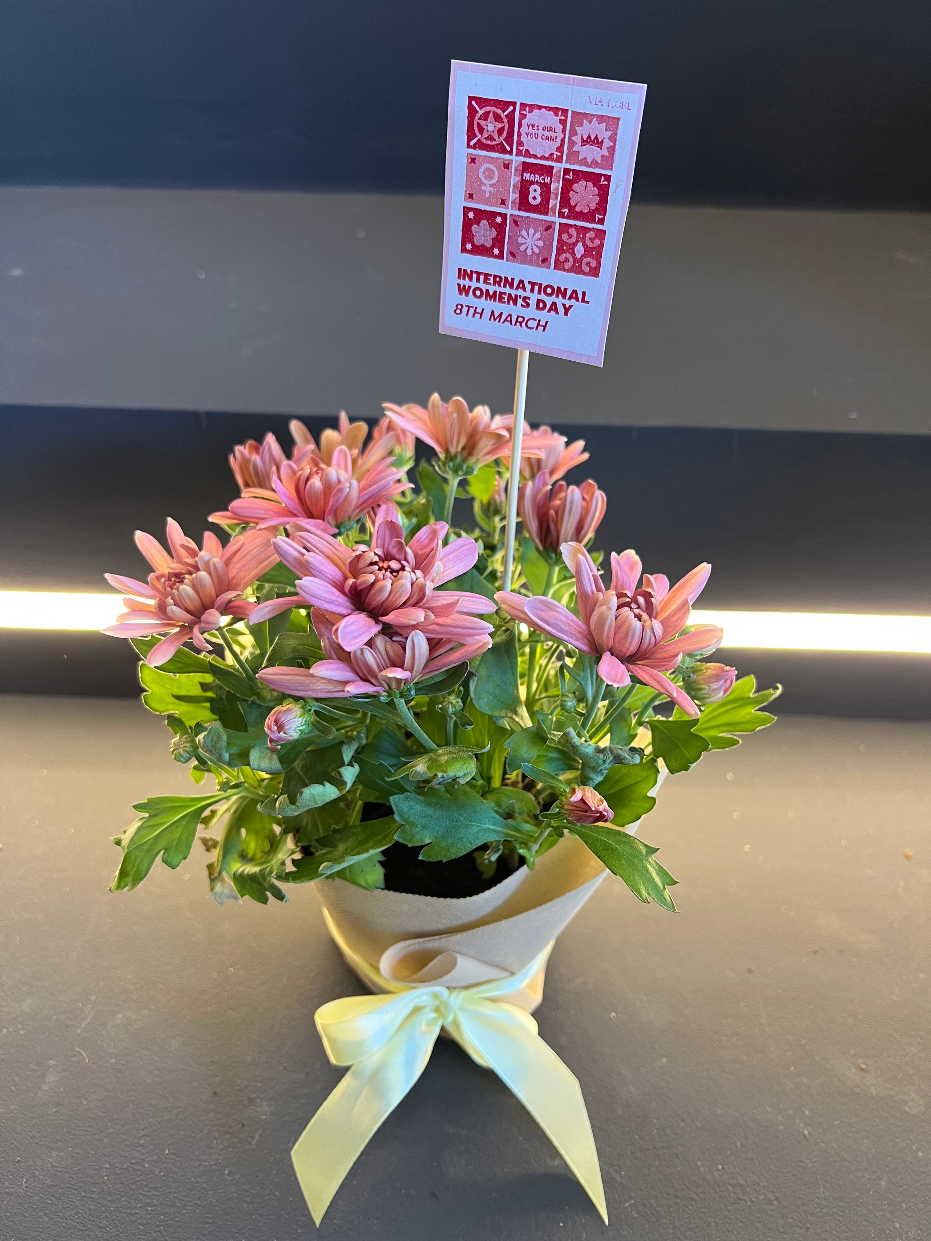 Хризантема