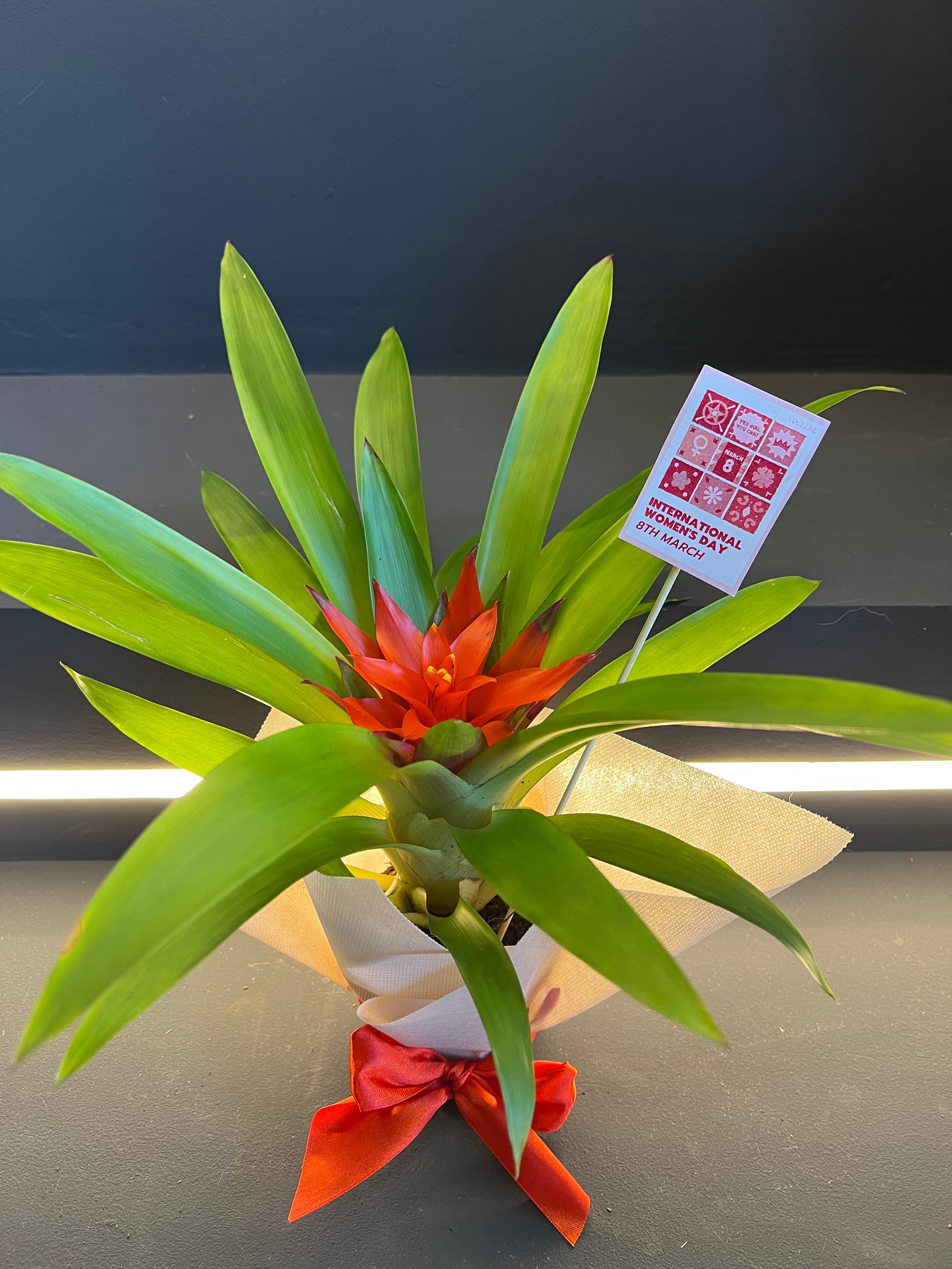 Гузманија мала