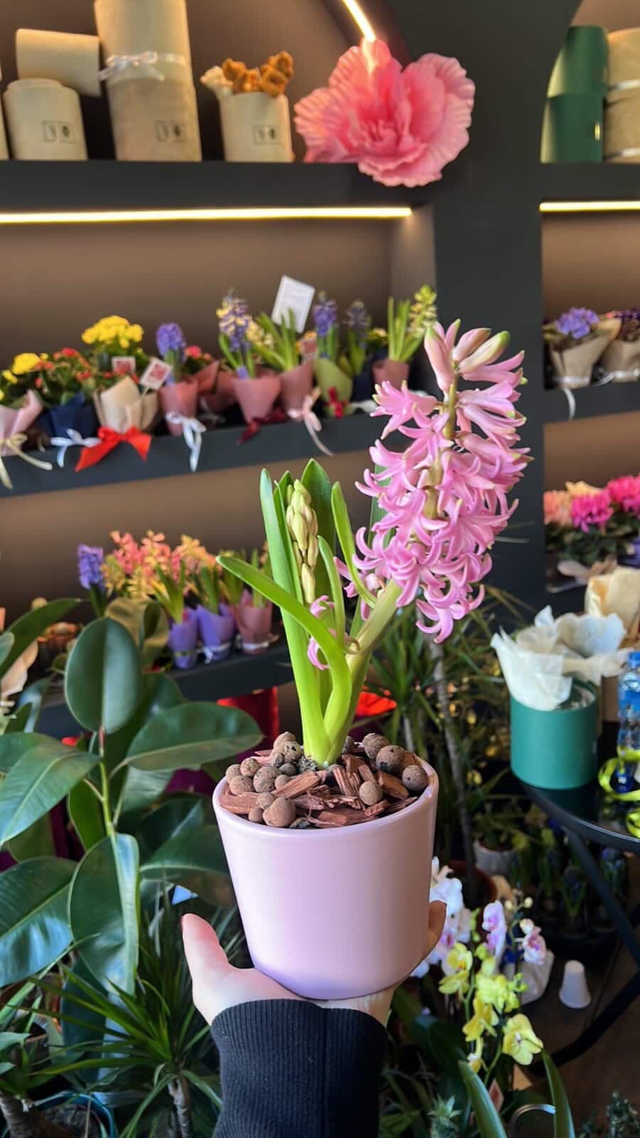 Зумбул во керамичка саксија