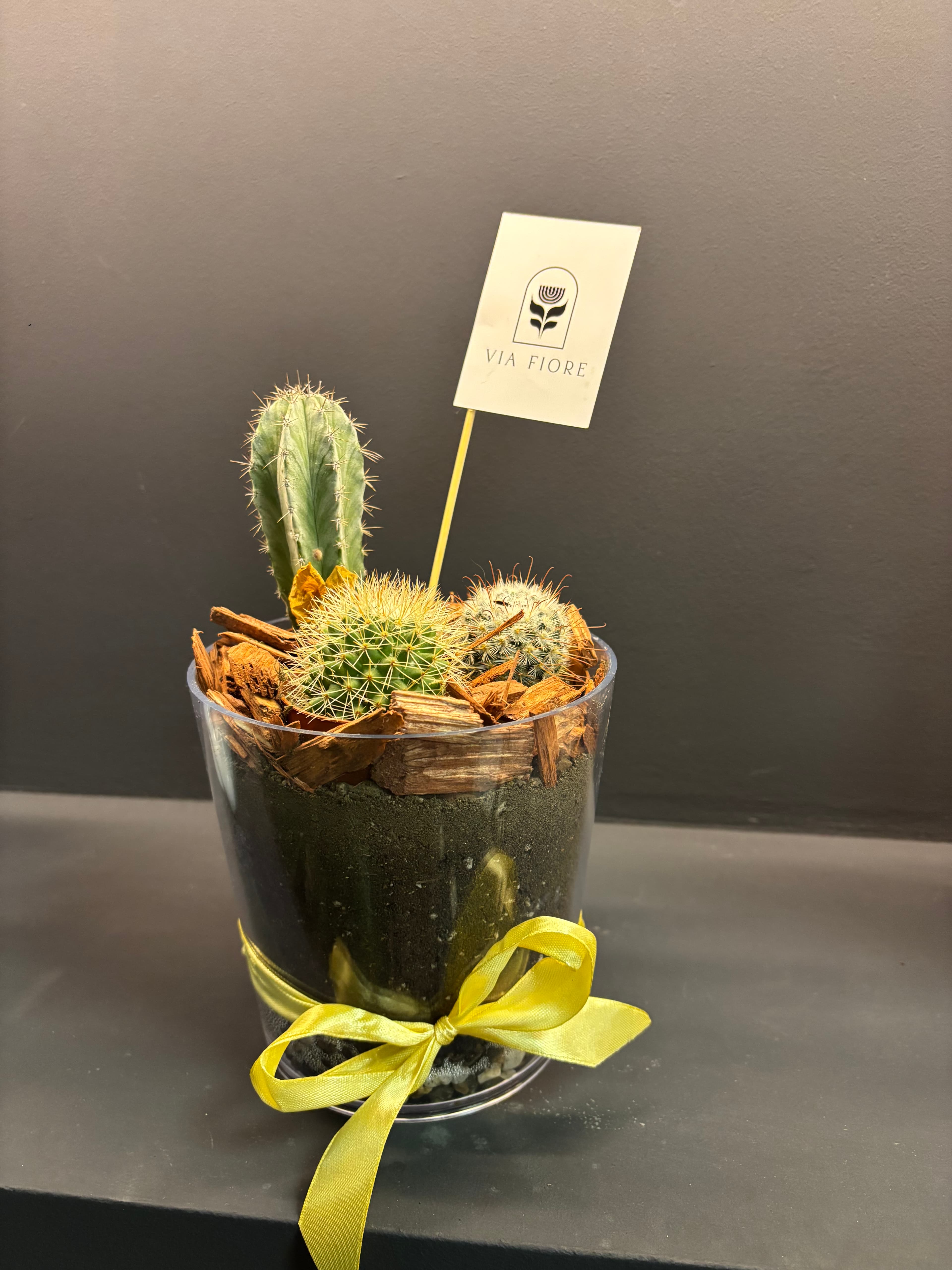 Кактус Мини Гарден