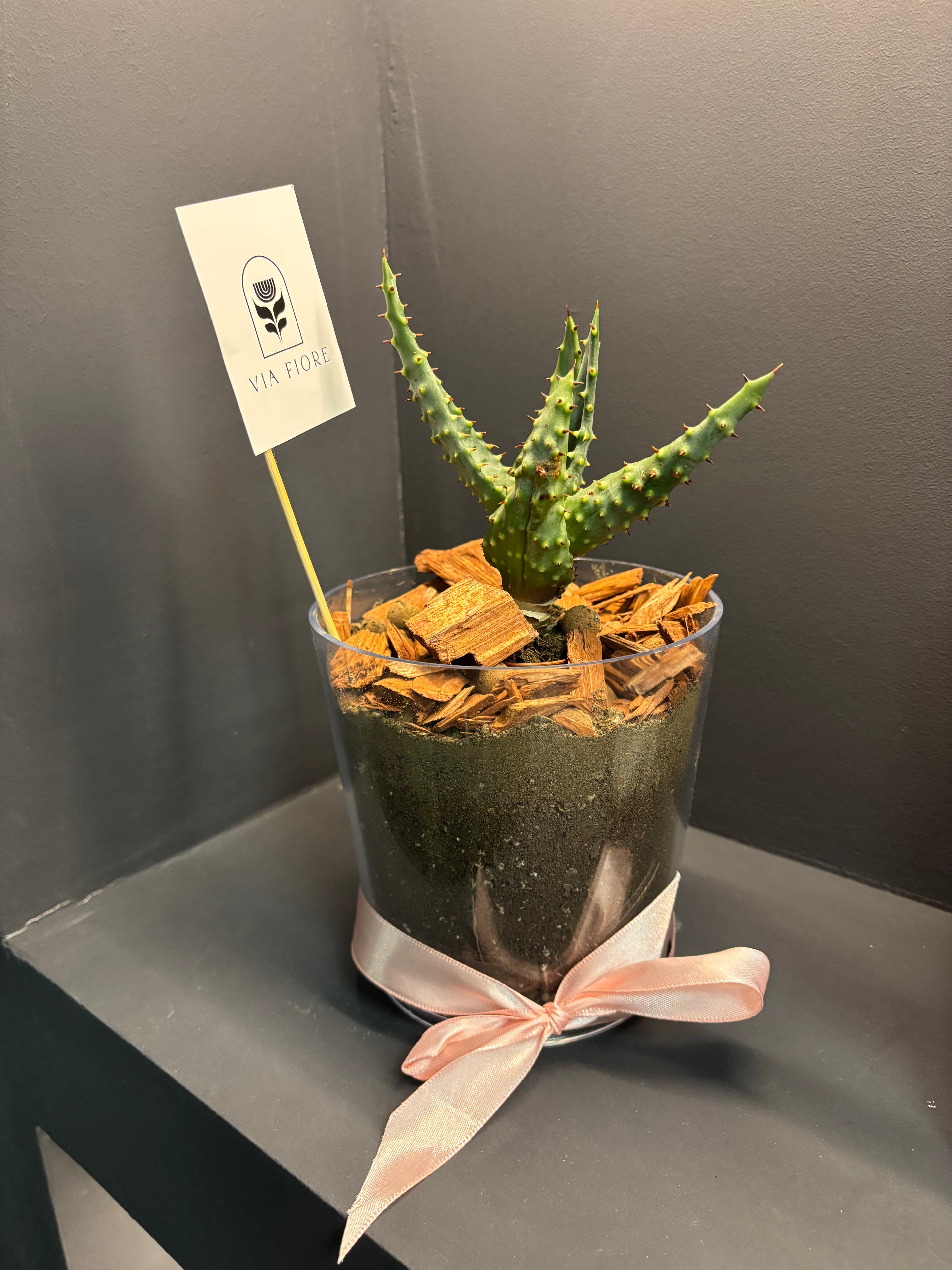 Green Spike Алое Аранжман