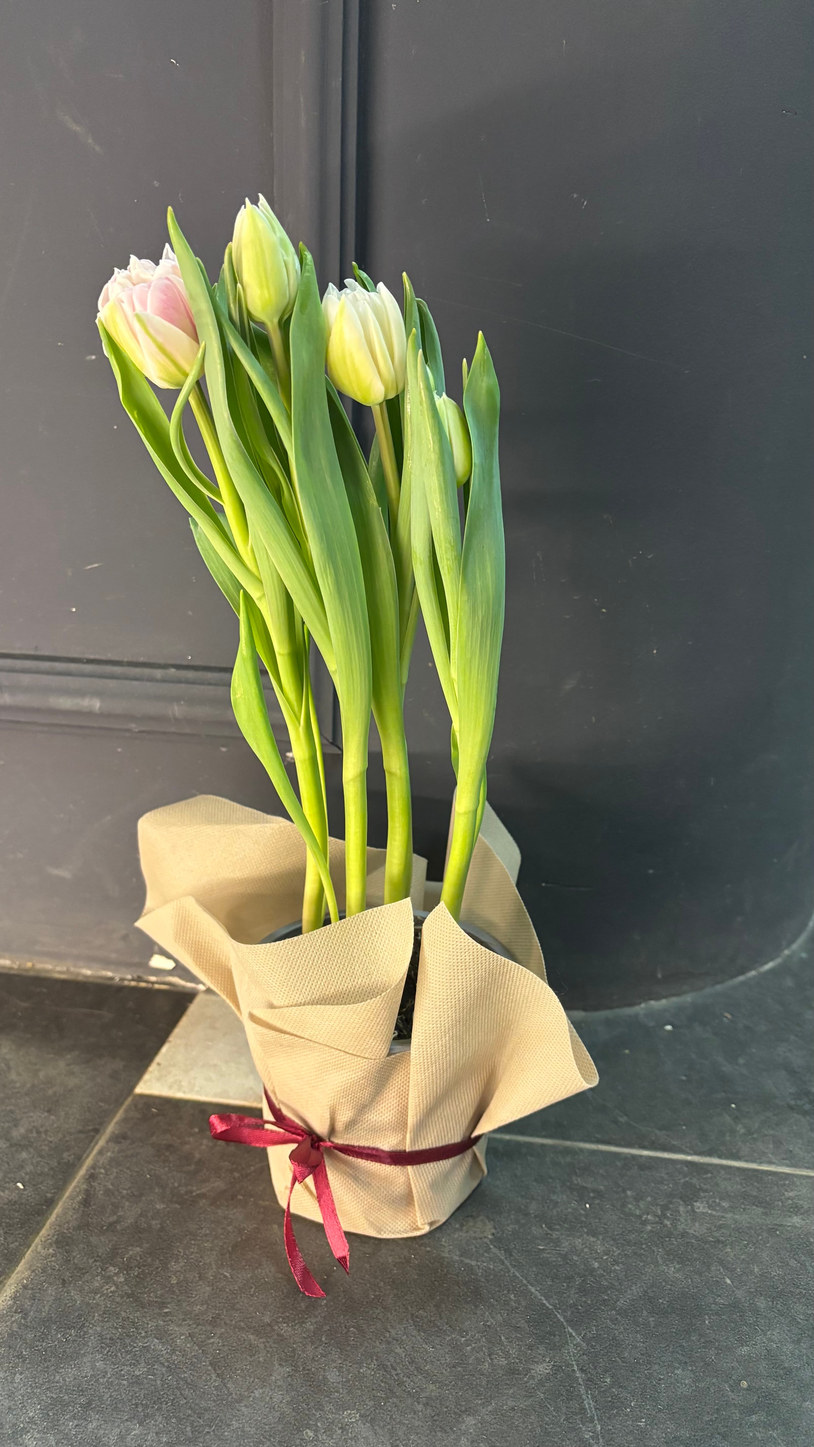 Лалиња во саксија